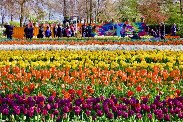 حديقة هولندية تستقبل زوارها بشعار «قوة الزهرة»!